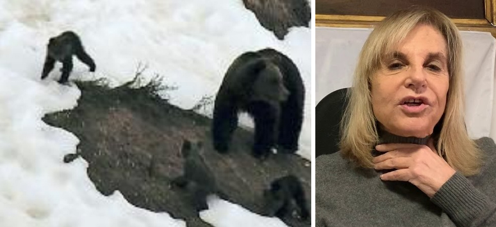 La Pat: “Gli orsi problematici saranno abbattuti”, l’Enpa: “Basta campagna elettorale sulla pelle degli animali